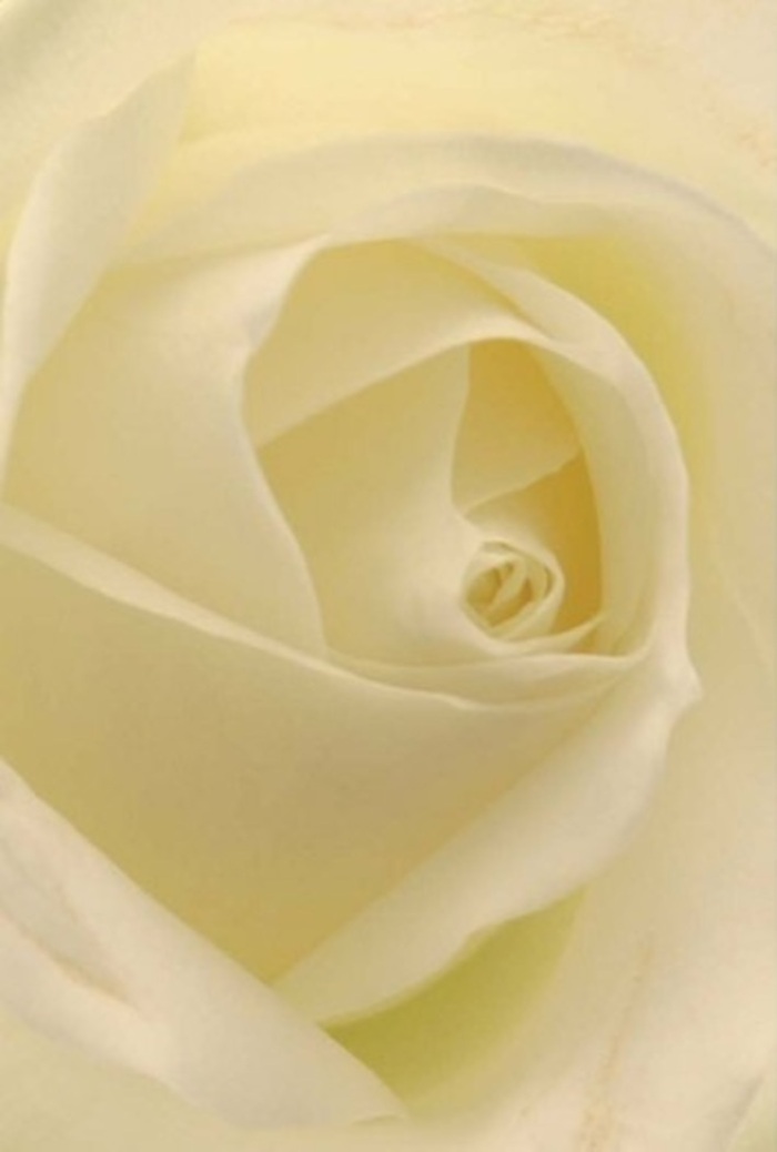 Viewed from up close, this classic white rose embodies the qualities that Battersea's florists cherish most-refined serenity and gentle sophistication. Each petal, seamlessly layered and unfurling in an elegant spiral, merges shades of white and cream beneath soft, ambient light, reminiscent of that shining through nearby Battersea Park trees. The delicately interplaying shadows and creases give the bloom an almost internal radiance, as though it is softly illuminated from within. For special occasions-a wedding reception at a Lavender Hill venue, a romantic gesture delivered along Albert Bridge Road, or a sincere apology-this rose stands as a flawless offering. Its centre, meticulously shaped, suggests purity and a quiet perseverance found in the best local traditions. Lingering notes of a fresh, clean floral fragrance seem to drift in the air, suitable for both commemorations and celebrations, while the subtlety of colour and form reflects a true artist's eye. This arrangement echoes the care and dedication of Battersea's expert florists in every detail.